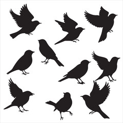 Obraz premium set of black various bird silhouette for graphic resources