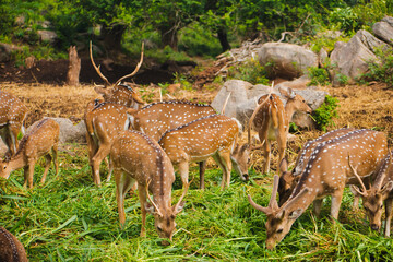 Herd of Axis axis deer grazing in a lush green forest in Karnataka, India.  A captivating wildlife...