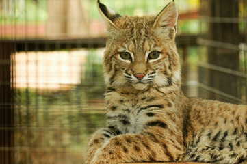 Serval Cat on Platform