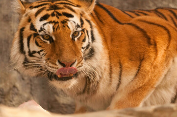 Bengal Tiger Approaching