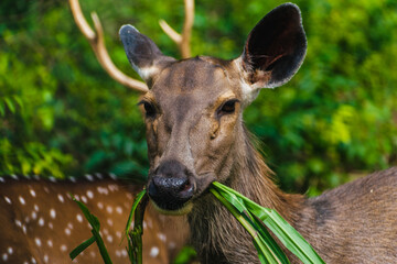 Sambar deer ( *Rusa unicolor*) grazing in Karnataka, India. Close-up composition showcasing the...