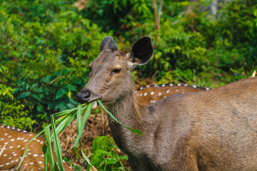 Sambar deer *Cervus unicolor* grazing in lush Karnataka, India forest. Close-up wildlife shot.