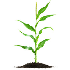 Fototapeta premium young plant growing from soil