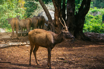 Sambar deer ( *Cervus unicolor*) in Karnataka, India.  Wildlife safari in a lush forest setting.