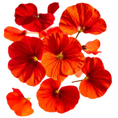 Close up view of vibrant red flowers against black background