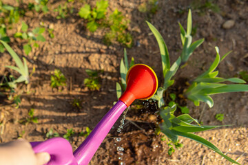 Watering plants or flowers in the garden with a pink watering can. Soft focus