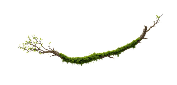 Photo of Single Long Curved Branch Covered in Vibrant Green Moss – Floating Isolated PNG