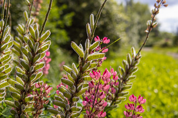 Ripe pods with lupine seeds. Soft focus. Pink Lupine flowers