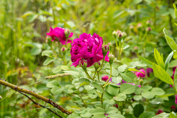 Fototapeta premium Pink flowers of decorative rosehip. Natural. Wild rose in the forest or garden