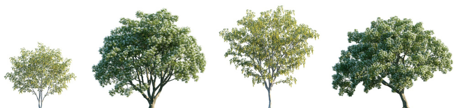 Set of Laburnum anagyroides and Chionanthus retusus frontal isolated png on a transparent background perfectly cutout	