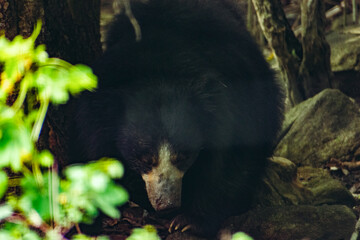 Sloth bear close-up, Karnataka, India. Dark, moody composition emphasizes the animal in its natural...