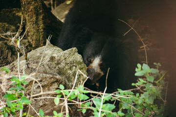 Sloth bear partially hidden amidst rocks and vegetation in a Karnataka, India forest.  Close-up...