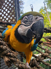 Macaw Close-Up in Enclosure