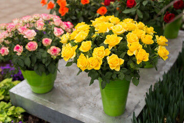 Closeup of vases full of yellow and pink roses