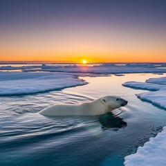 Fototapeta premium High-resolution shot of a polar bear walking on melting ice floes during sunset, symbol of climate change, arctic wildlife photography style.