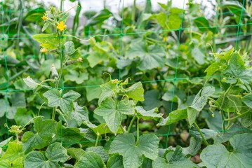 Cucumber plants growing on a trellis in a garden during summer with vibrant green leaves and yellow flowers