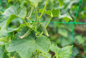 Cucumber plants growing on trellis in a lush garden during daylight hours