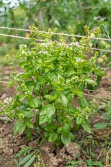 Basil plant thriving in a home garden, showcasing lush green leaves and blooming white flowers in...