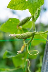 Fresh cucumbers growing on vine in garden during sunny day in summer season