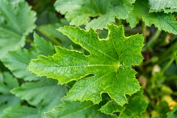Close-up view of vibrant green zucchini leaves showcasing intricate textures and shapes in a lush garden setting during daylight hours
