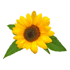 Fototapeta premium Sunflower isolated on white background