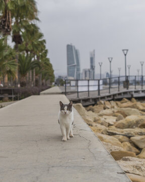 View of a cat confidently strides along a concrete path against the backdrop of modern city buildings and palm trees under a cloudy sky, Limassol, Limassol, Cyprus.