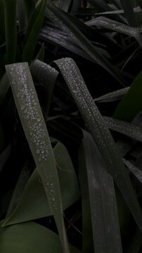 Rain drops on the leaves