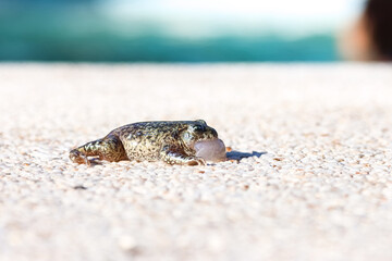 A frog or toad at the edge of a pool.