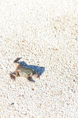 A frog or toad at the edge of a pool.