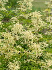 Nahaufnahme einer Gruppe des weiß blühenden Wald-Geißbarts (Aruncus dioicus).