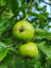 Äpfele reifen am Baum 