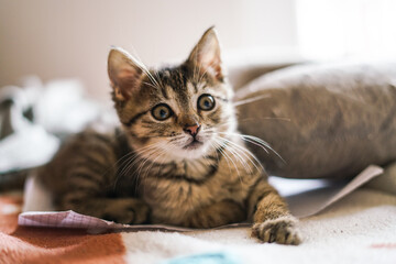 Small cute grey kitten on the bed. Close up. 