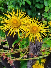 Blumen am Gartenzaun