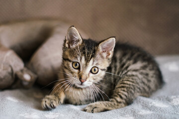 Small cute grey kitten on the bed. Close up. 