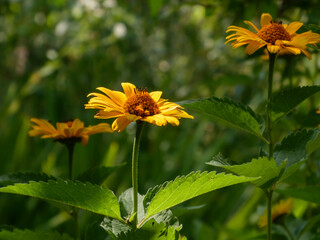 Golden Yellow Heliopsis Flowers Bathed in Sunlight