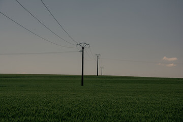 wide green wheat field with utility poles under soft gray sky