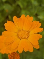 flowers close-up, marigolds, medicinal plants