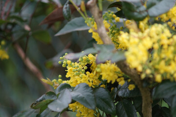 bumblebee in yelow flower