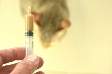close up hand holding medical liquid food in syringe for feeding cat to treatment 