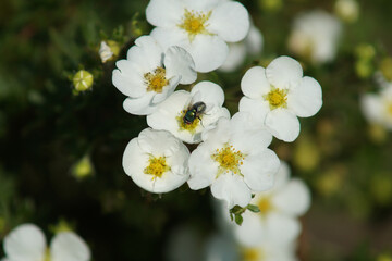 fly on white flower