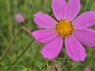 pink cosmos flower