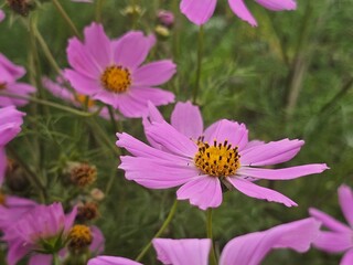 pink cosmos flower