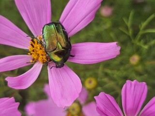 bee on purple flower