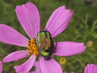 beetle on pink flower