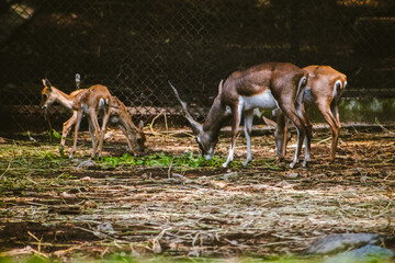 Three blackbuck antelopes graze peacefully in an enclosure, India.  The image features a natural...