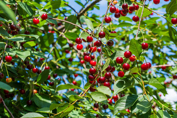 Ripe cherries hanging on a branch of a cherry tree in organic cherry orchard on a summer, closeup