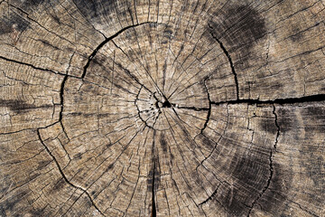 Old wood texture of tree rings, closeup, top view. Cross section of gray tree trunk background. Cut slice of wooden stump. Textured surface with rings and cracks