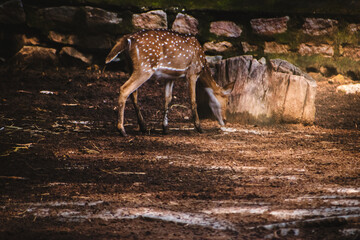 Spotted deer grazes on dry earth near a stone wall in an Indian wildlife enclosure, creating a...