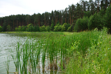 Lakeside view with reeds and pine forest nature background