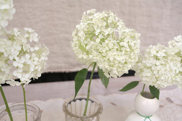 Hortensias blancs dans des vases